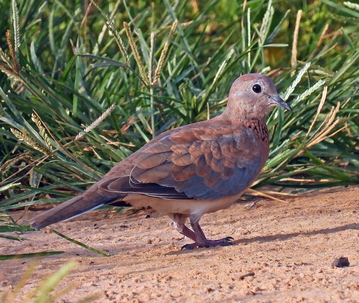 Laughing Dove - ML558611011