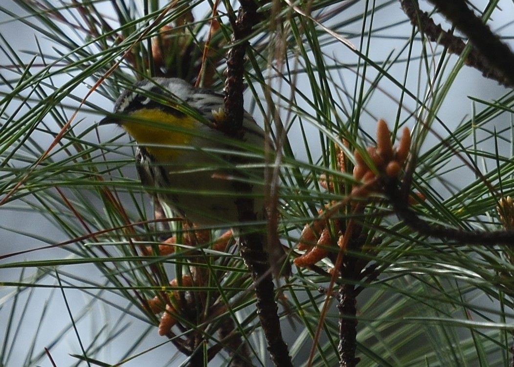 Yellow-throated Warbler - Guy Babineau