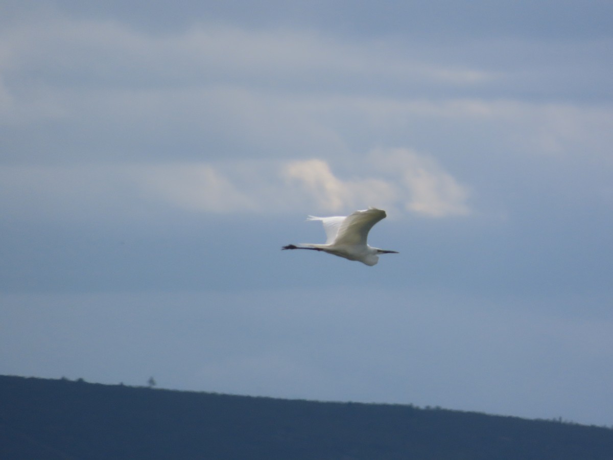 Great Egret - Juanjo Bote