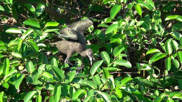 ibis hnědý - ML558620081