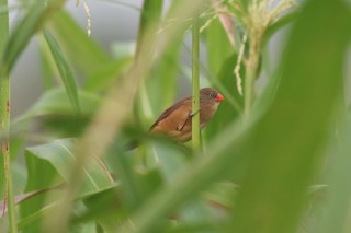  - Anambra Waxbill