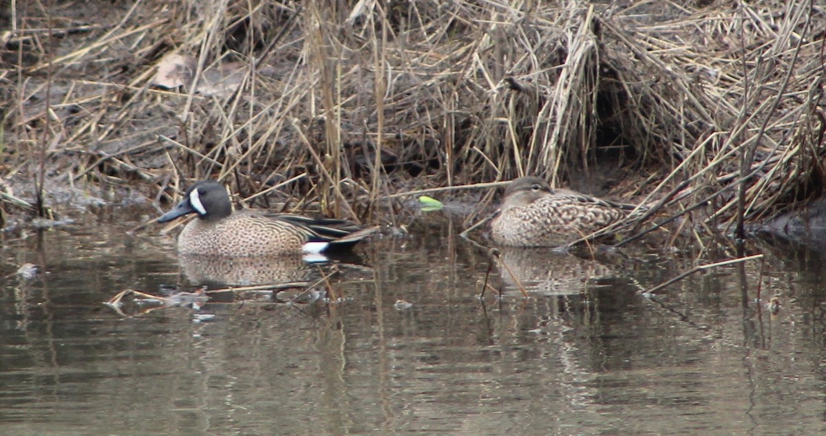 Blue-winged Teal - ML558623691