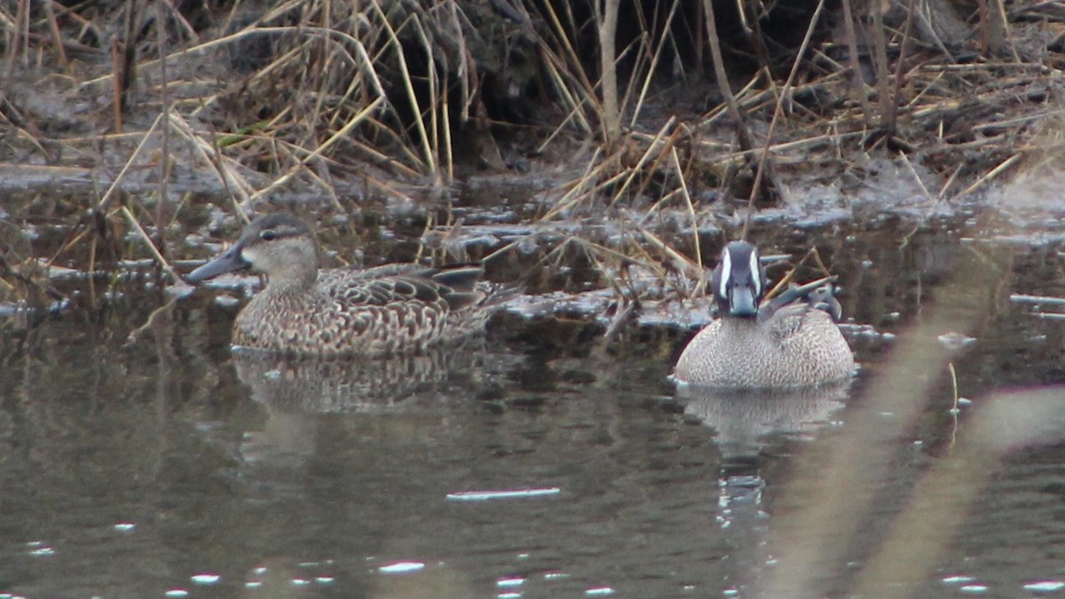 Blue-winged Teal - ML558623701