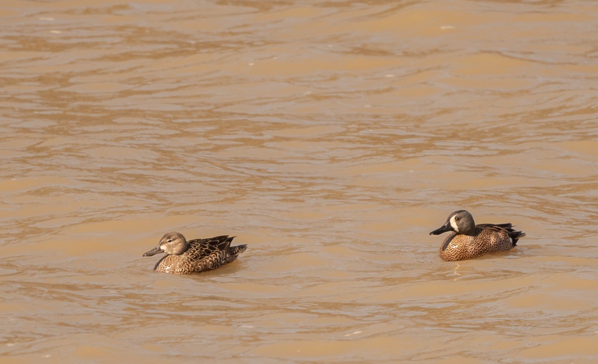 Blue-winged Teal - ML558625561