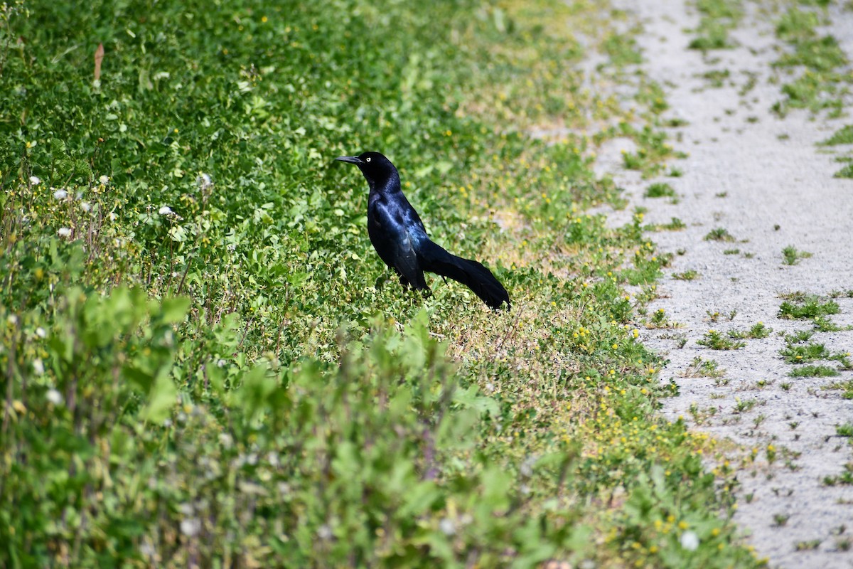 Great-tailed Grackle - ML558633581
