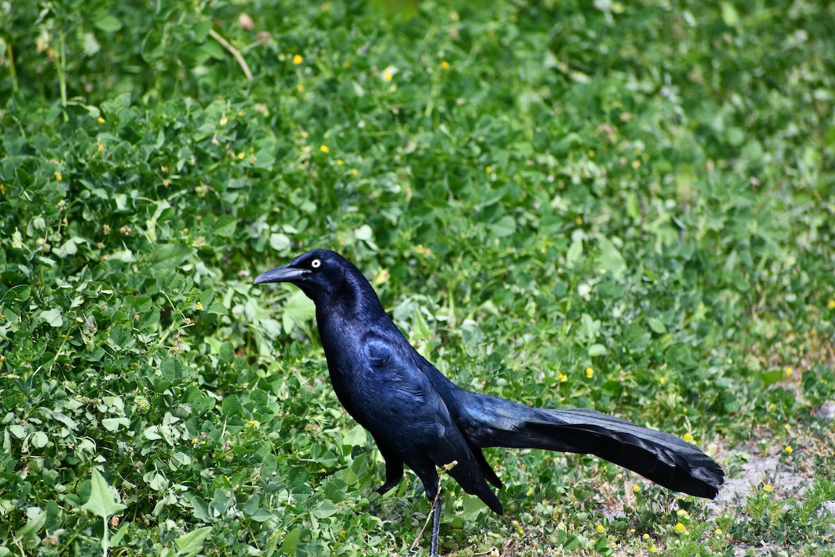 Great-tailed Grackle - ML558633591