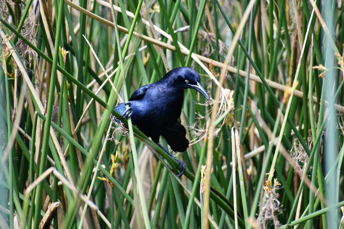 Great-tailed Grackle - ML558633601