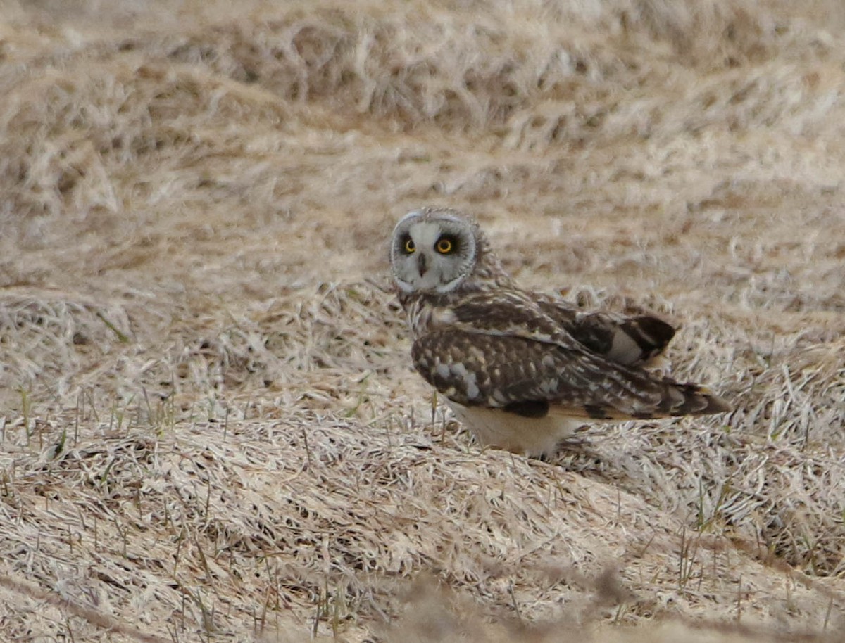 Short-eared Owl - ML55863481