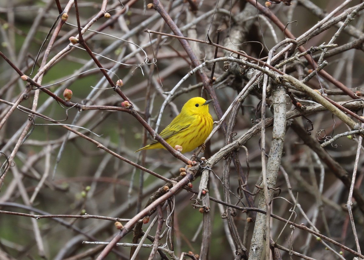 Yellow Warbler (Northern) - ML558643941