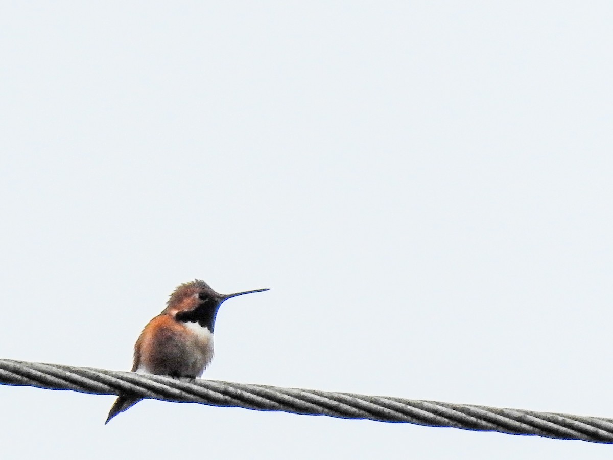 Allen's Hummingbird - ML55864701