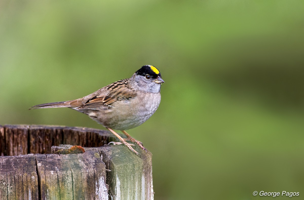 Golden-crowned Sparrow - ML55865051
