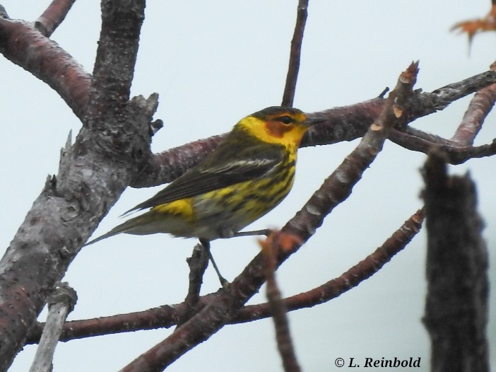 Cape May Warbler - ML558651631