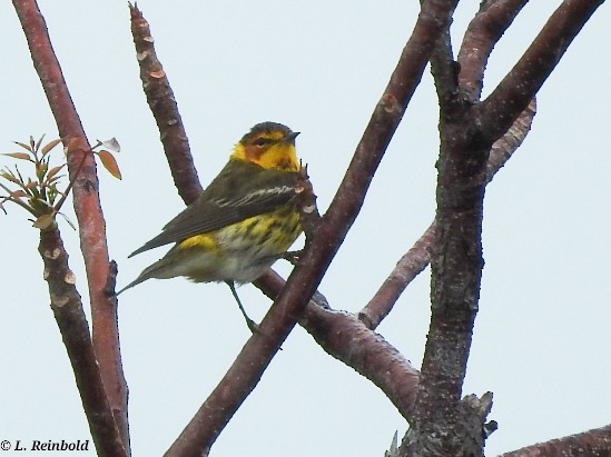 Cape May Warbler - ML558651641