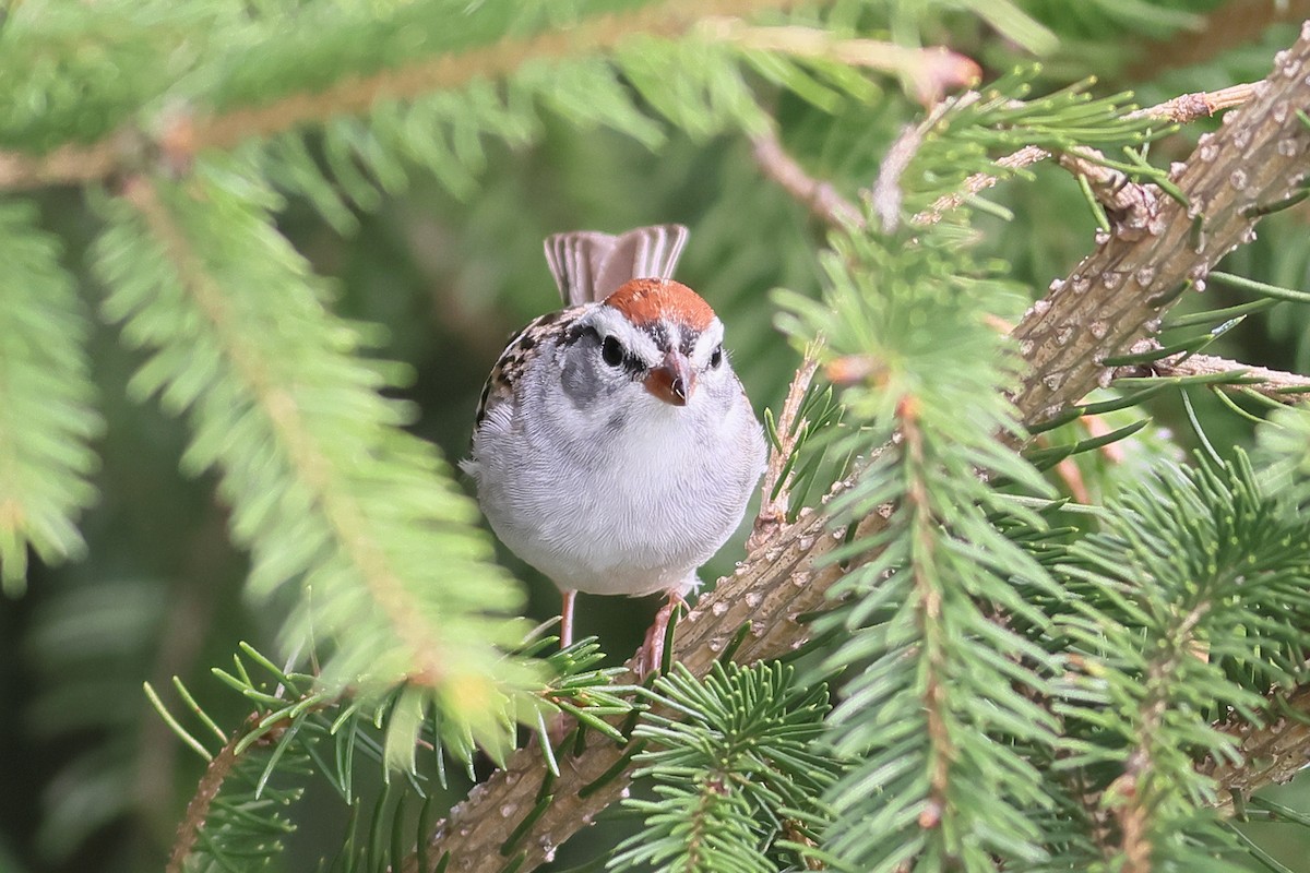 Chipping Sparrow - ML558655441