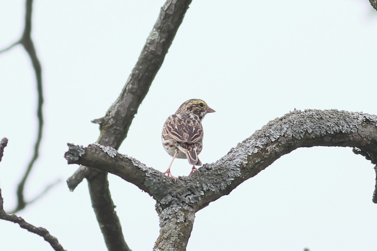 Savannah Sparrow - ML558655531