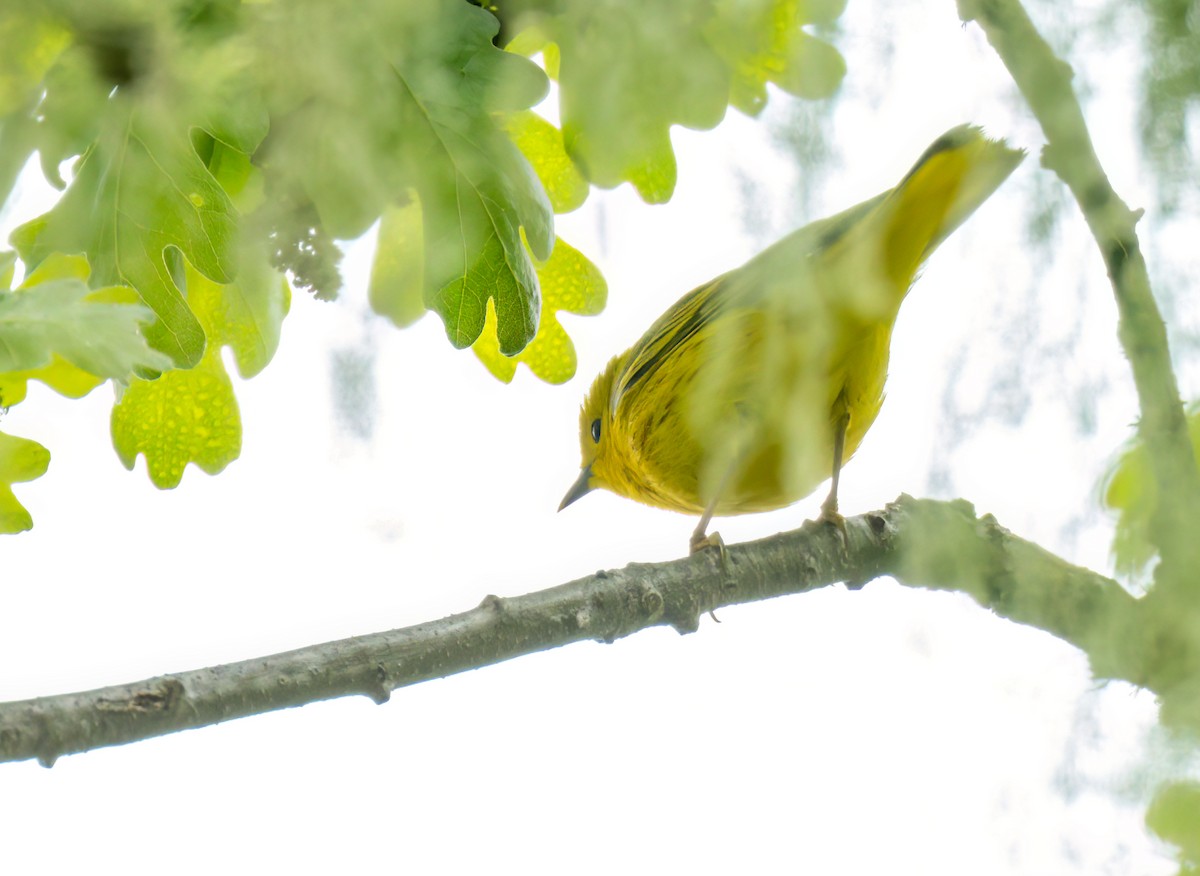 Yellow Warbler - ML558658301