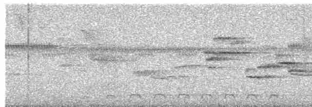 Lattice-tailed Trogon - ML558658311