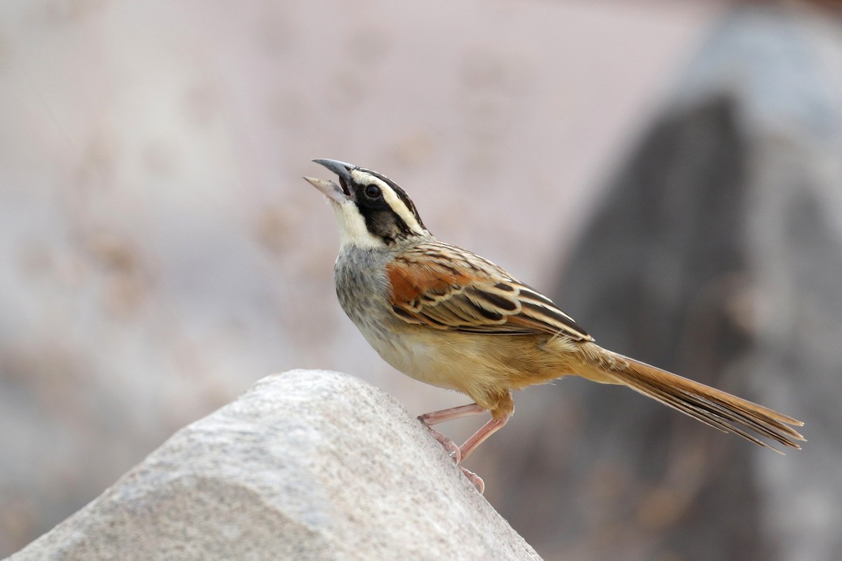 Stripe-headed Sparrow - Cameron Eckert