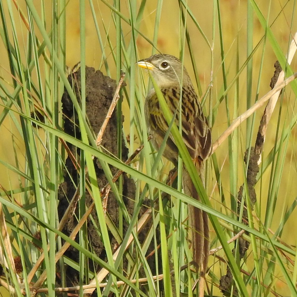 Wedge-tailed Grass-Finch - Daniel Alberto Van Der Beist Macupido
