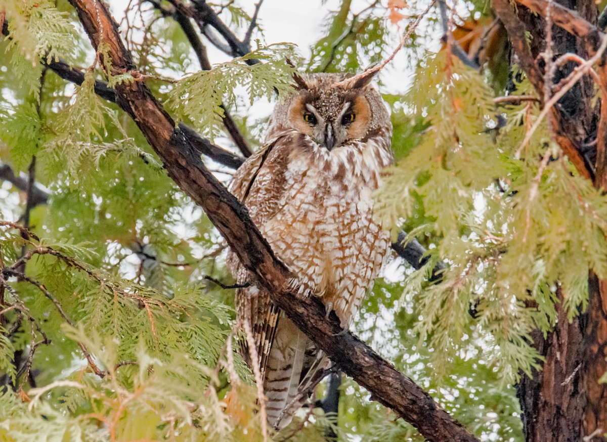Long-eared Owl - ML558664821