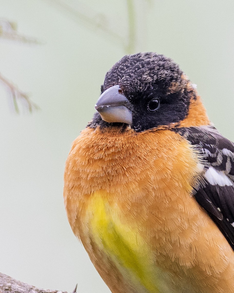 eBird Checklist - 16 Apr 2023 - BHGR Stakeout 2023 - 18 species