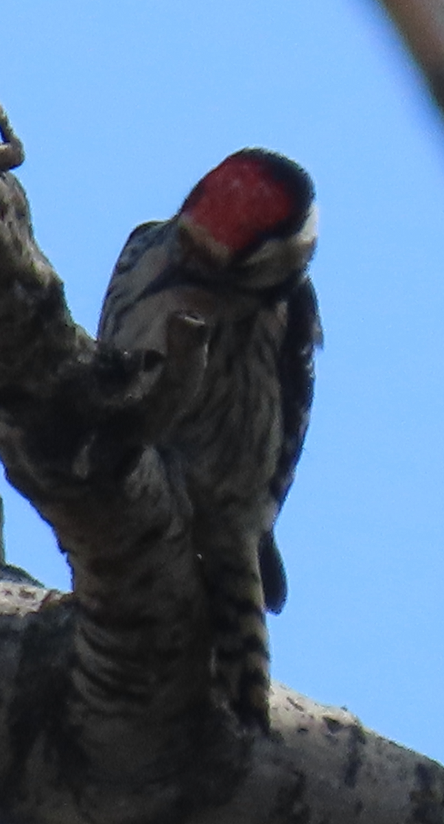 Lesser Spotted Woodpecker - ML558670621