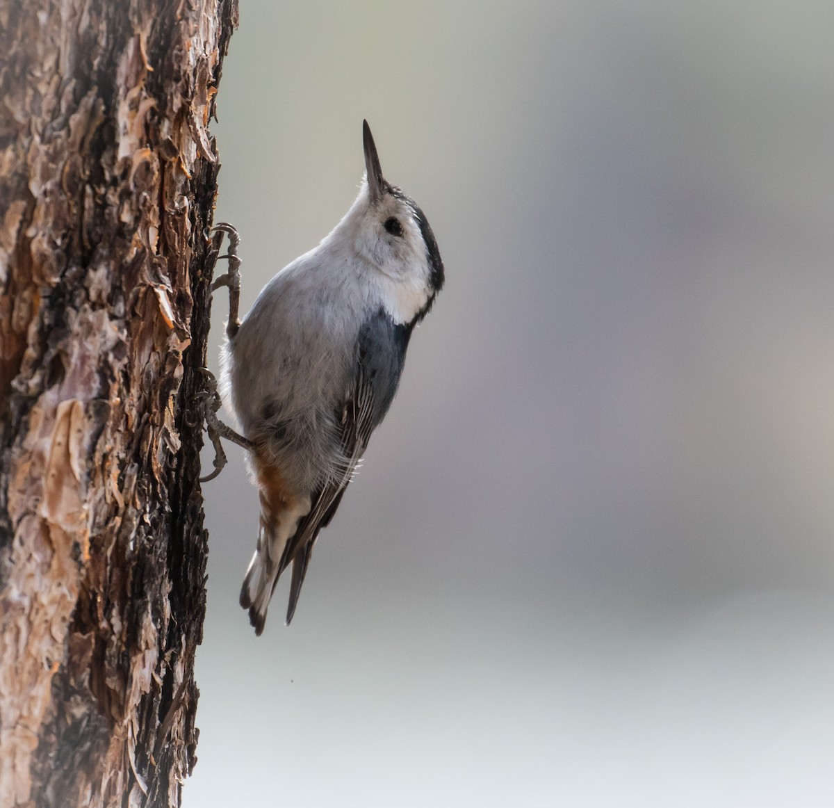 White-breasted Nuthatch (Interior West) - Susan Nagi