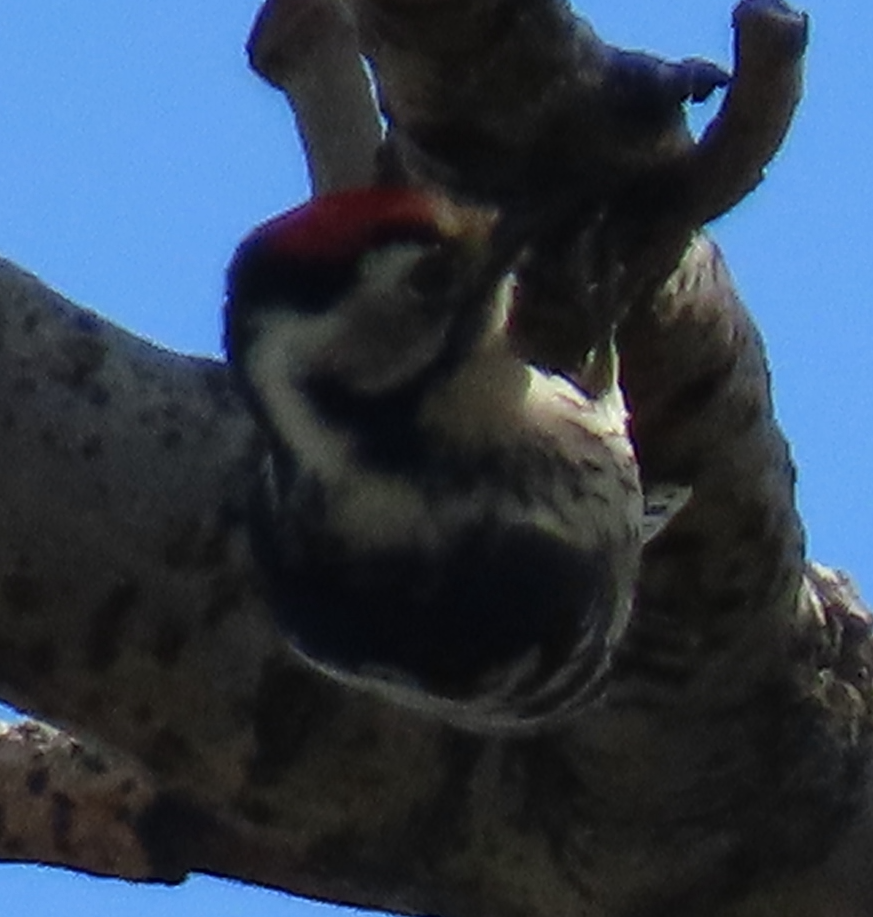 Lesser Spotted Woodpecker - ML558671111