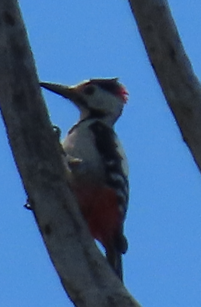 Syrian Woodpecker - ML558671601