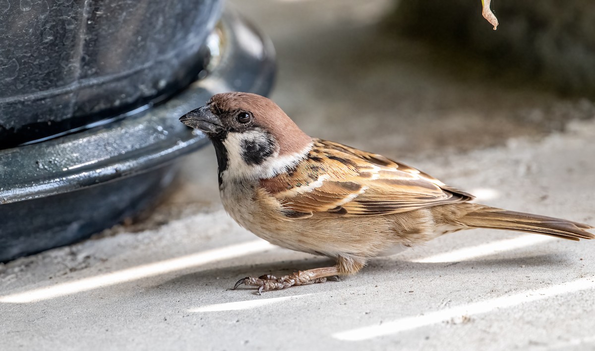 Eurasian Tree Sparrow - ML558673351