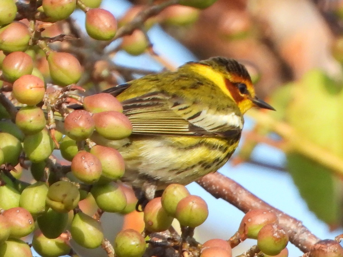 Cape May Warbler - ML558674001
