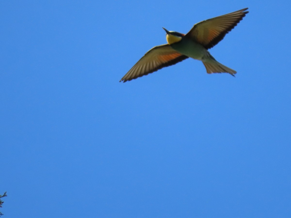 European Bee-eater - ML558674631