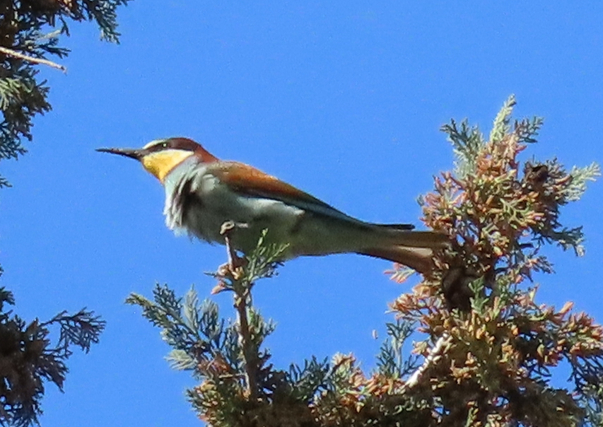European Bee-eater - ML558675371