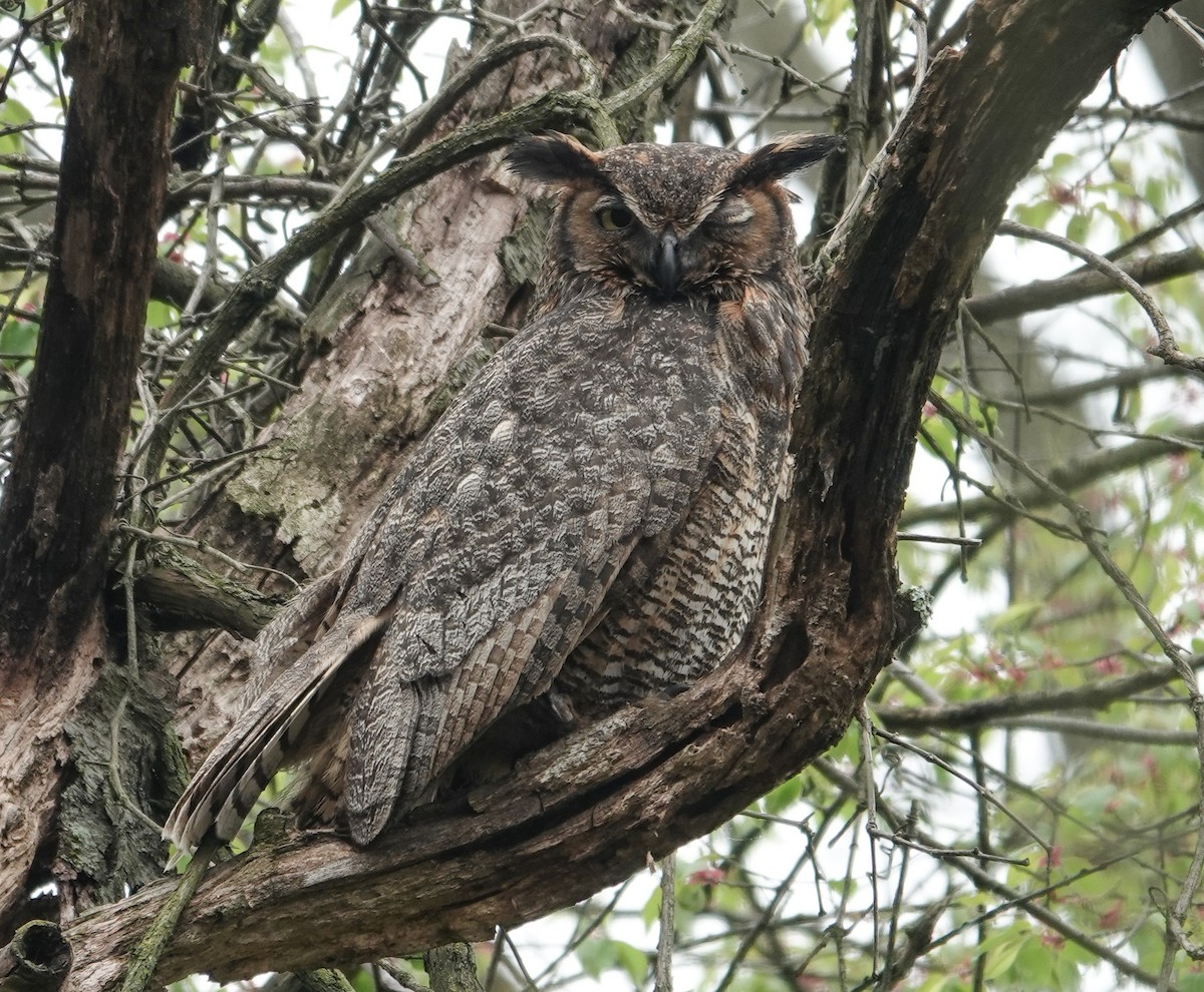 Great Horned Owl - ML558675501