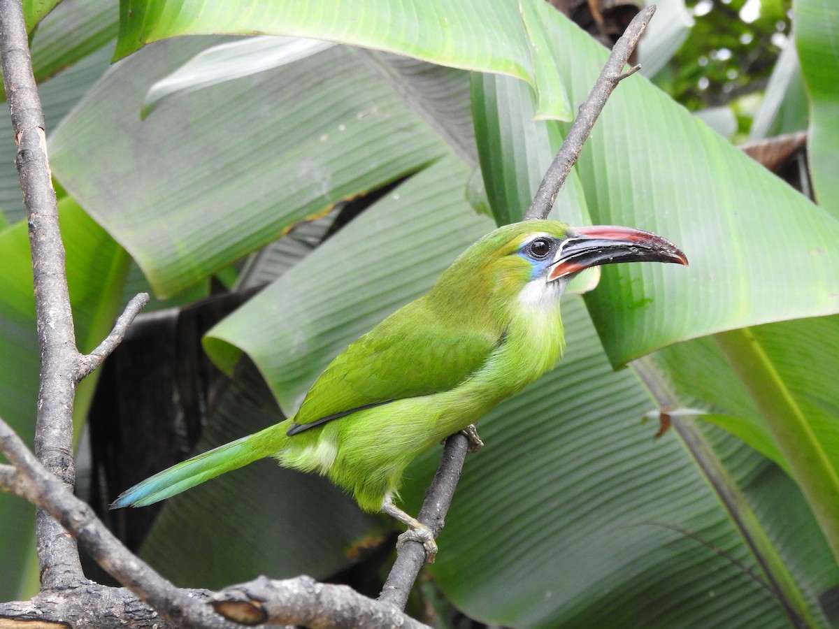 Groove-billed Toucanet - ML558675721