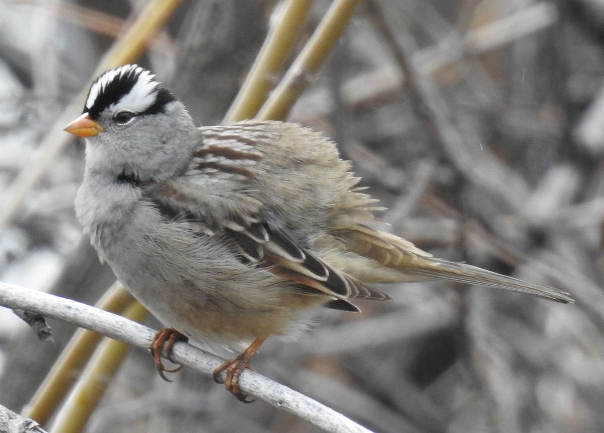 White-crowned Sparrow - ML55867691
