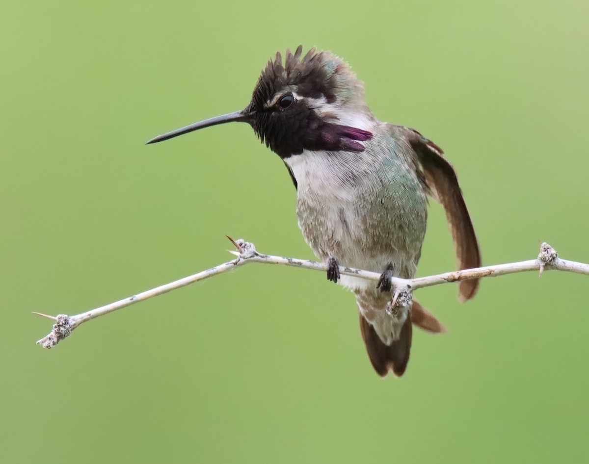 Costa's Hummingbird - Sally Veach