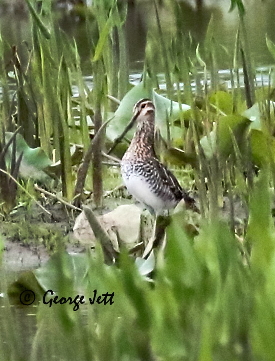 MarylandDC Breeding Bird Atlas Checklist 16 Apr 2023 Jug Bay