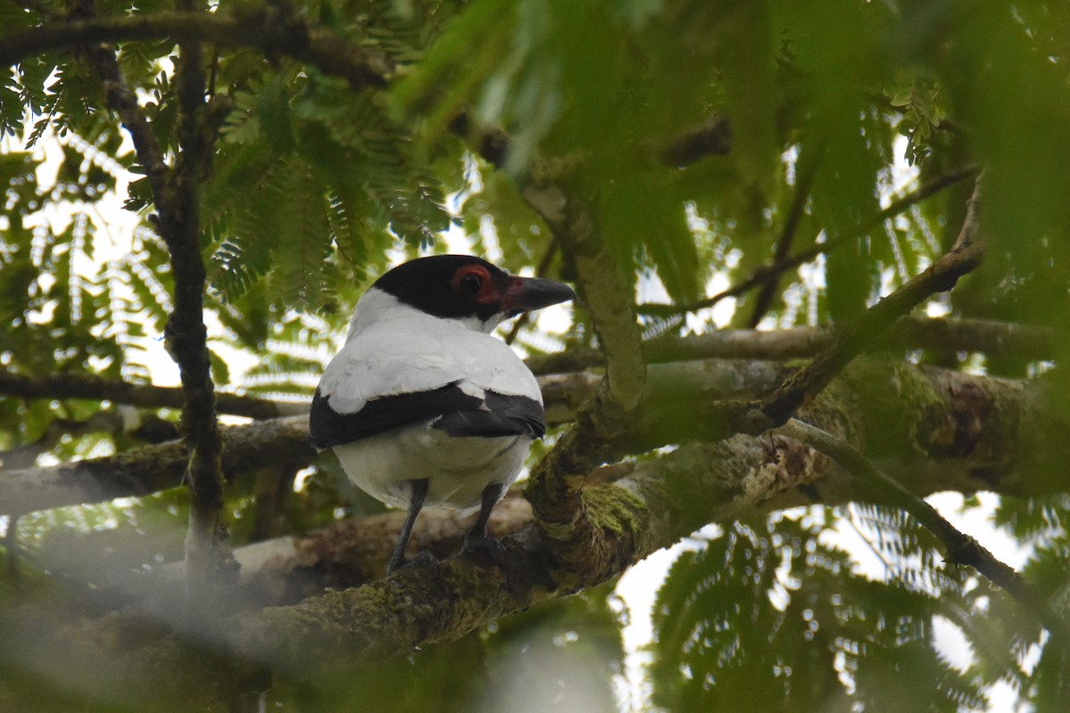 Black-tailed Tityra (Eastern) - ML558679011