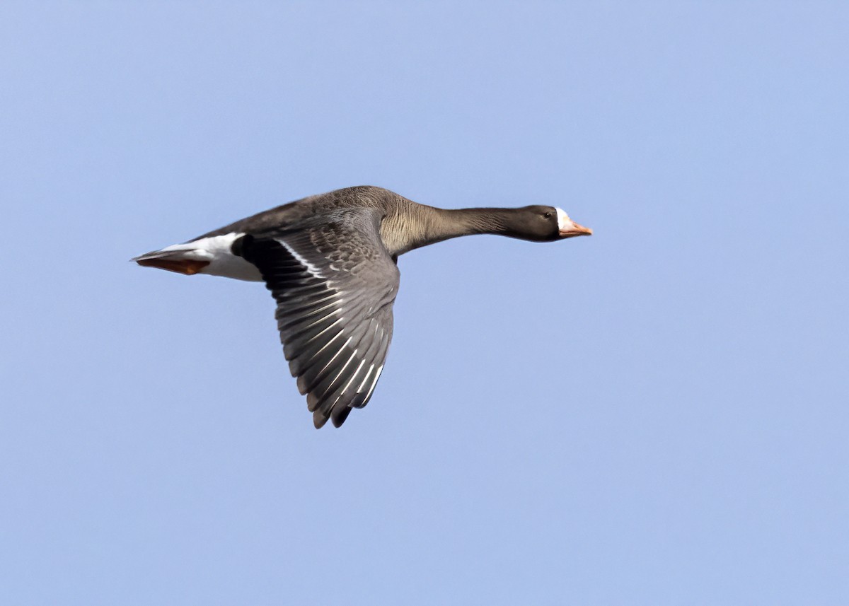 Greater White-fronted Goose - Bob Martinka
