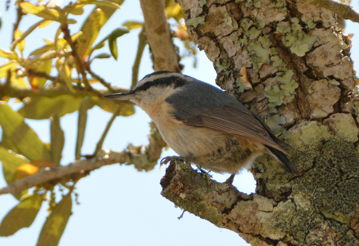Red-breasted Nuthatch - Christopher Clark