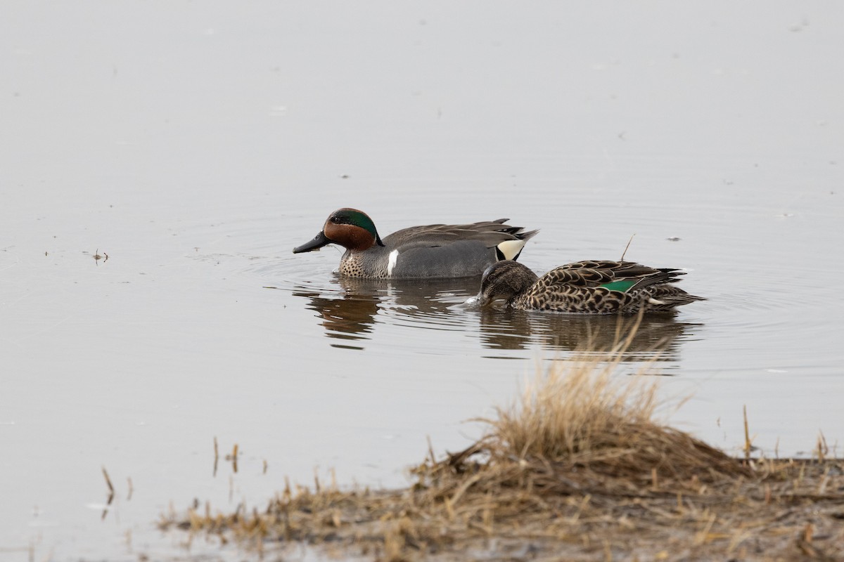 Green-winged Teal - ML558682591