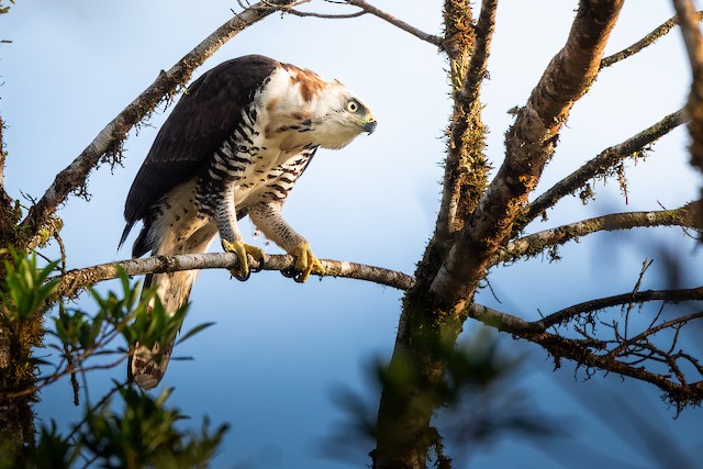 white ornate hawk eagle