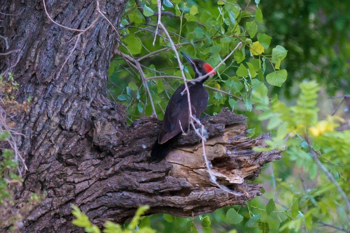 Pileated Woodpecker - Tim Liguori