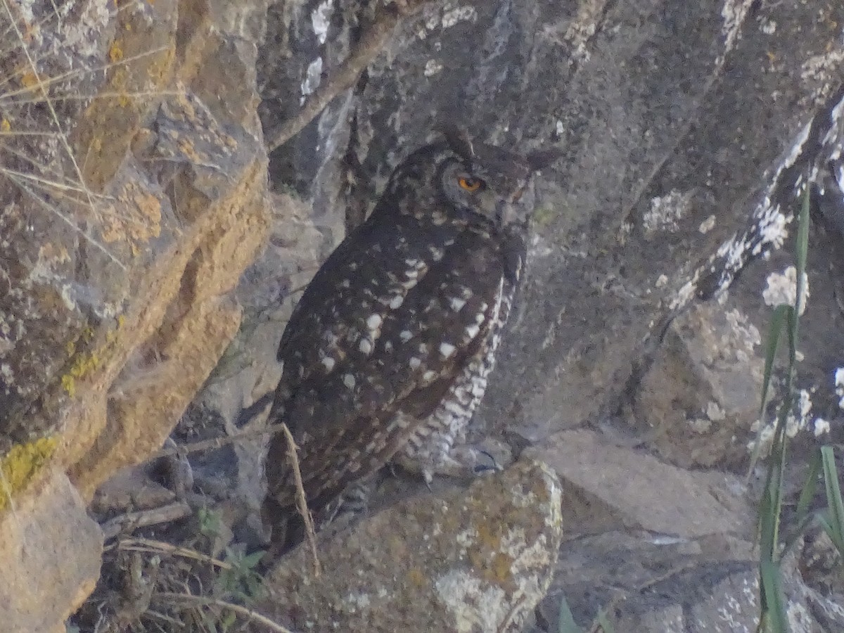 Cape Eagle-Owl - ML558691581