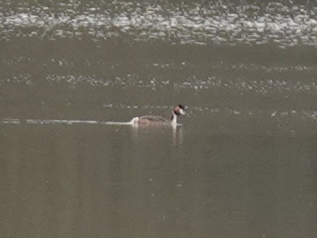 Great Crested Grebe - ML558693751