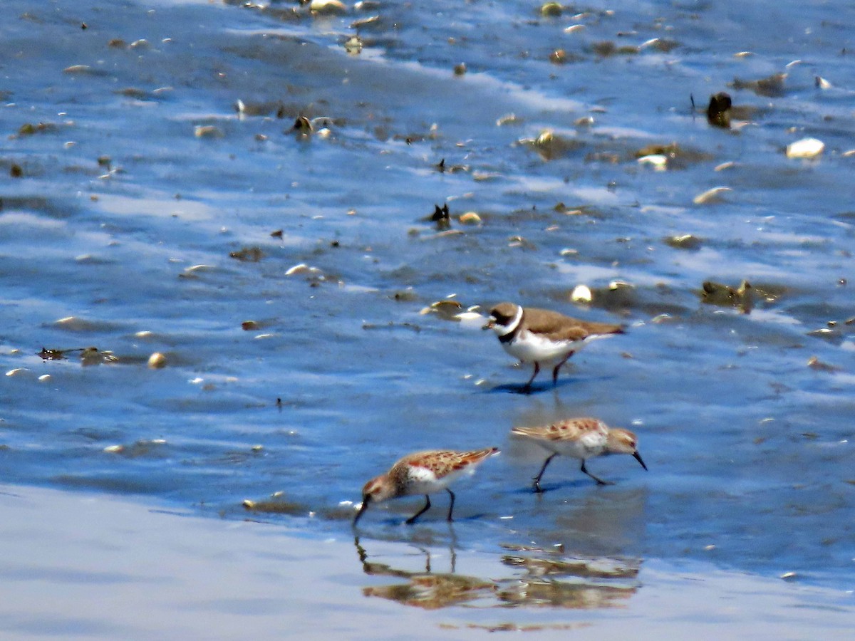 Semipalmated Plover - ML558693951