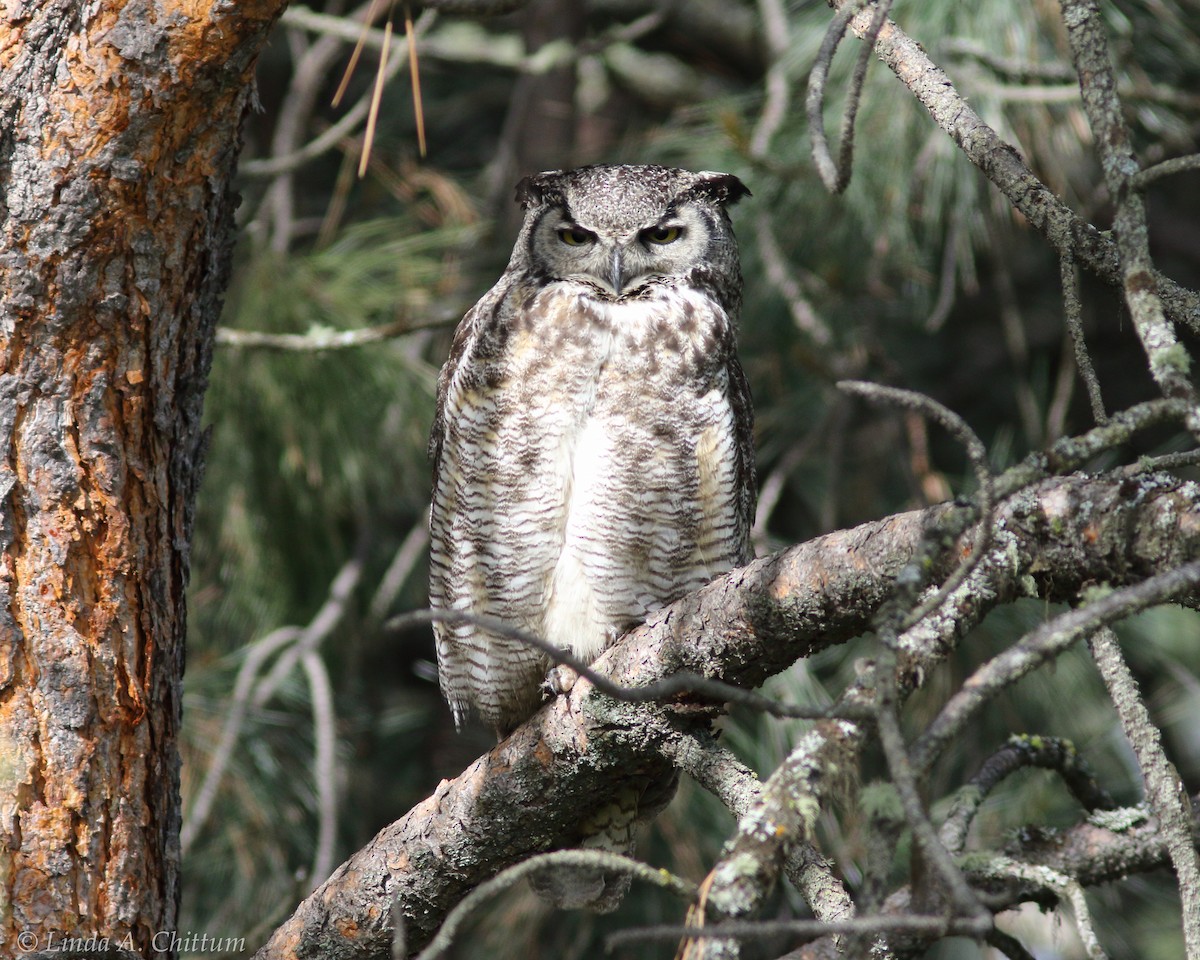 Great Horned Owl - Linda Chittum