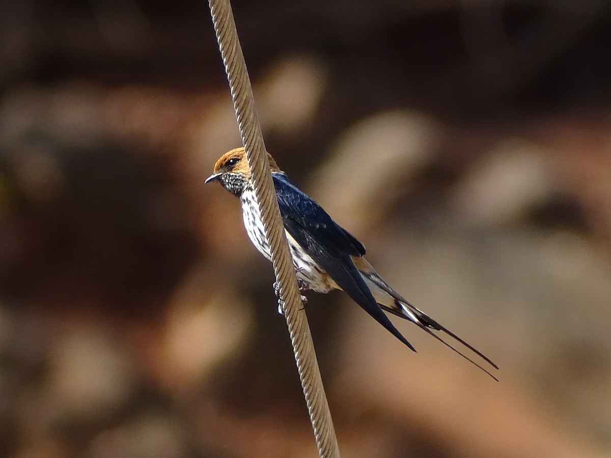 Lesser Striped Swallow - ML558706221