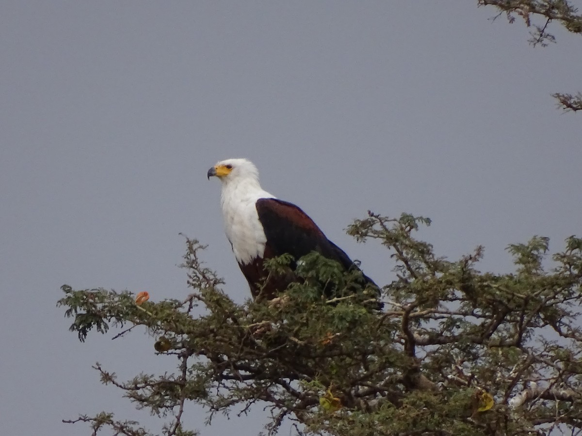 African Fish-Eagle - ML558707601